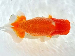 西部本部 東小結　木村昌満　大分