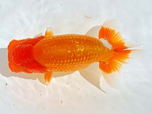 西部本部 西小結　木本道白　福岡