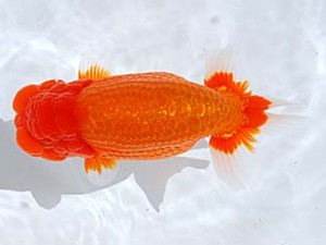 西部本部　東大関　川村和己　高知