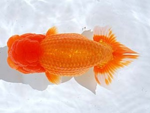 西部本部　西大関　朝岡昌和　大阪