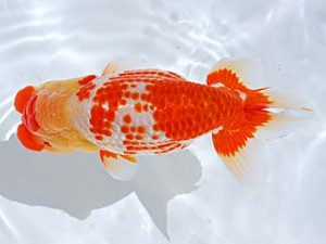 西部本部　立行司　田中　勉　香川