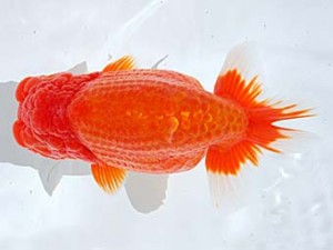 西部本部　東取締　田原正己　和歌山