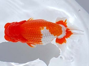 西部本部　西取締　川村和己　高知