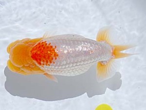 西部本部 東大関 東 秀明 福岡 西部本部 東大関 東 秀明 福岡