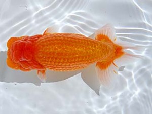 西部本部 西大関 堀谷博之 山口 西部本部 西大関 堀谷博之 山口