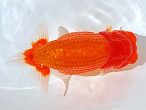 西部本部 東取締 東 秀明 福岡 西部本部 東取締 東 秀明 福岡