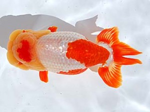 西部本部 西取締 村岡満幸 兵庫 西部本部 西取締 村岡満幸 兵庫