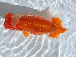 志摩紅鱗会　東大関　大河内正行　津市