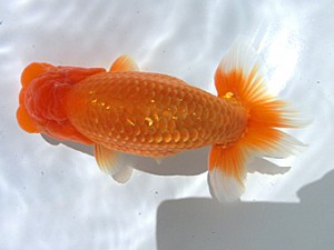 志摩紅鱗会　西大関　広井一也　福岡県