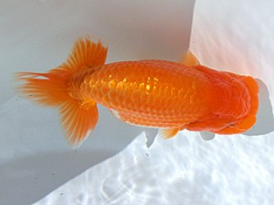 志摩紅鱗会　立行司　小河　孝　志摩市