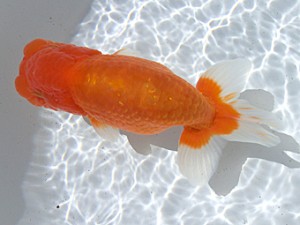 志摩紅鱗会　取締一　小河　孝　志摩市