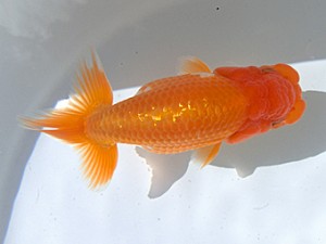 志摩紅鱗会　取締二　田邊健一　志摩市