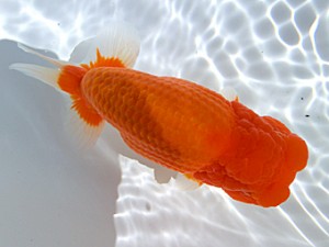 志摩紅鱗会　東大関　林　玲菜　志摩市