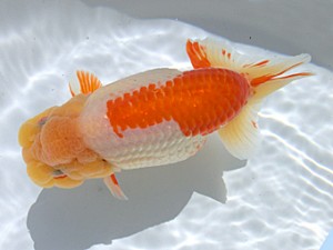 志摩紅鱗会　西大関　山口広隆　津市