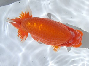 志摩紅鱗会　立行司　前之濱敏希　松阪市