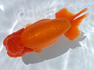 志摩紅鱗会　取締一　山口広隆　津市