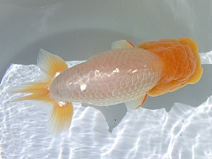 志摩紅鱗会　取締二　石野高政　志摩市