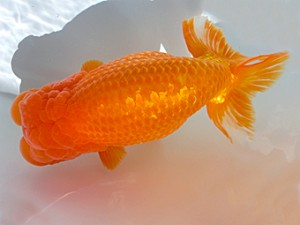 志摩紅鱗会　東大関　林　万貴　 志摩市