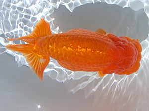 志摩紅鱗会　西大関　山中剛司　紀北町