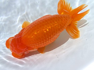 志摩紅鱗会　立行司　林　瑞貴　志摩市