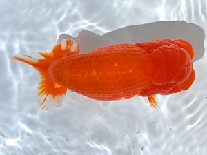 志摩紅鱗会　取締一　山中剛司　紀北町