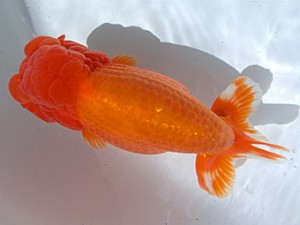 志摩紅鱗会　取締二　前野濱敏希　松阪市