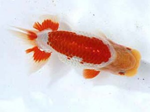 清水らんちう同好会　東大関　青木和久