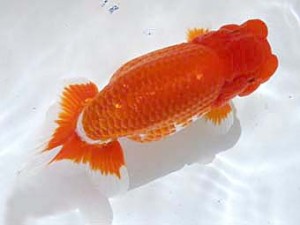 清水らんちう同好会　西大関　宮城島　征