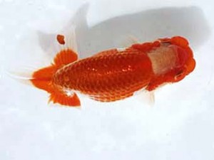 清水らんちう同好会　立行司　青木和久