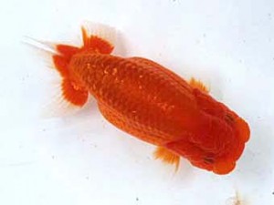 清水らんちう同好会　東取締　飯島伸一