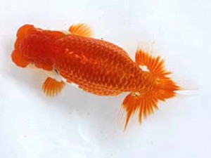 清水らんちう同好会　西取締　吉村友良