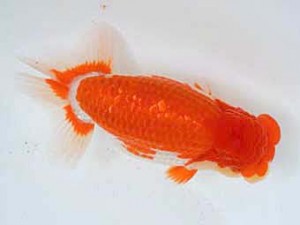 清水らんちう同好会　東大関　高橋祐二