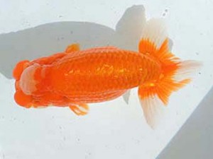 清水らんちう同好会　立行司　伴野英明