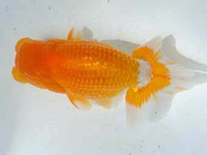 清水らんちう同好会　東取締　鮎川　誠