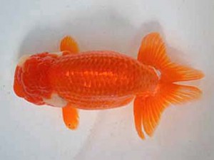 清水らんちう同好会　西取締　宮城島　征