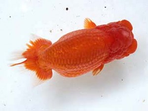 清水らんちう同好会　東大関　前嶋孝徳