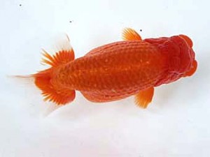 清水らんちう同好会　立行司　福井秀行