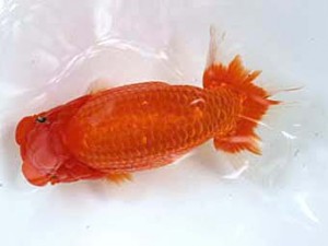 清水らんちう同好会　東取締　望月文一