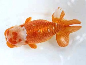 清水らんちう同好会　西取締　日高　修