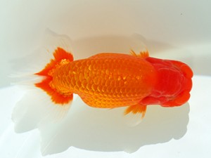 静岡らんちう同好会　東大関　清水町　飯島紳一