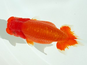 静岡らんちう同好会　西大関　藤枝　石田明久