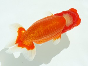 静岡らんちう同好会　立行司　焼津　石田道夫