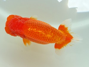 静岡らんちう同好会　東取締　三島　川合実次