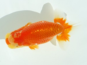 静岡らんちう同好会　西取締　富士　吉村友良