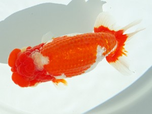 静岡らんちう同好会　東大関　三島　川合実次