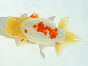 静岡らんちう同好会　西大関　静岡　宮城島 征