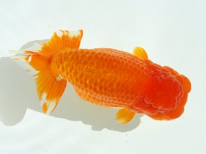 静岡らんちう同好会　立行司　静岡　宮城島 征