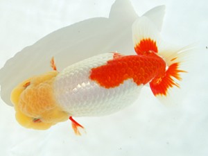 静岡らんちう同好会　東取締　静岡　伊藤幹彦