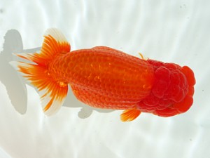 静岡らんちう同好会　西取締　藤枝　石田明久