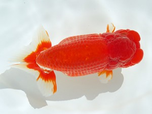 静岡らんちう同好会　東大関　島田　曽根　修